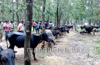 Karkala: Hindu activists rescue 31 buffaloes at Sankalakariya